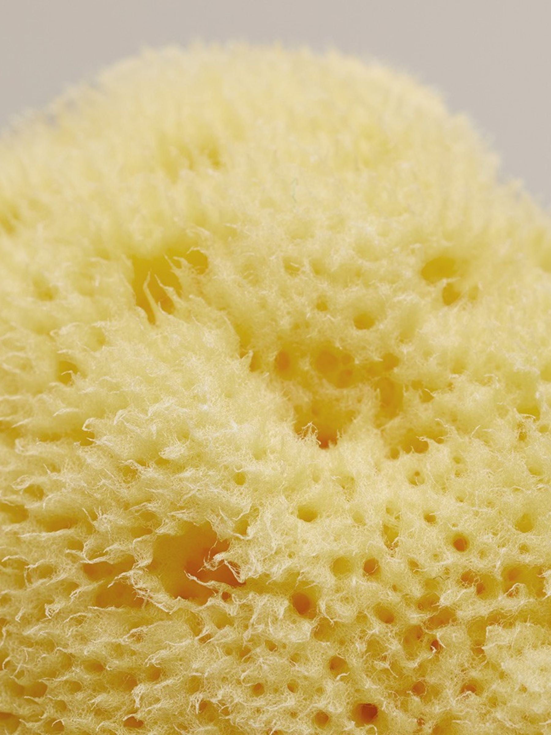 Sea sponge small 5-7 CM | Team dr Joseph