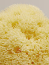 Sea sponge small 5-7 CM | Team dr Joseph